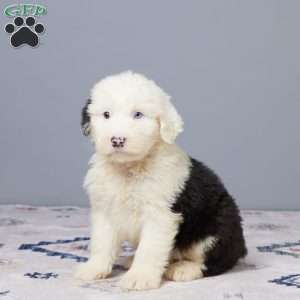 Hunter, Old English Sheepdog Puppy